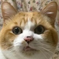CatsGotANoseBleed