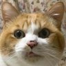 CatsGotANoseBleed